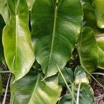 Philodendron burle-marxiiBlad