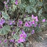 Malva multiflora Flower