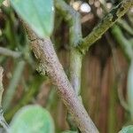 Cotoneaster franchetii Bark