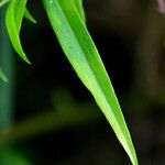 Symphyotrichum lanceolatum Frunză