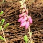 Erica ciliaris Fiore