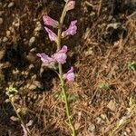 Antirrhinum litigiosumFiore