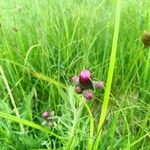 Cirsium rivulareVirág