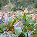 Hosta lancifolia Virág
