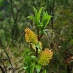 Salix glabra Květ