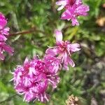 Viscaria alpina Květ
