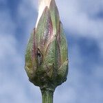 Podospermum laciniatum Flower