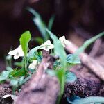 Viola striata Flor