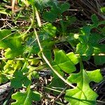 Senecio elegans برگ