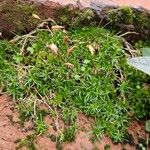 Sagina procumbens Natur