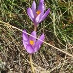 Crocus serotinus Kwiat