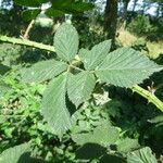 Rubus adspersus Blatt