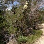 Yucca rupicola Habit