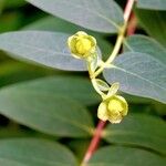 Hypericum × hidcoteense পাতা