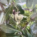 Barringtonia asiatica फल