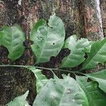Trichilia prieuriana Feuille