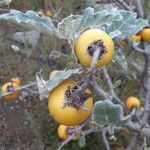 Solanum marginatum