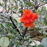 Cordia sebestenaFlower