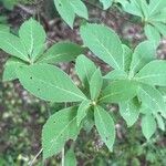 Clethra barbinervis Blad