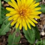 Taraxacum obovatum 花