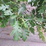 Quercus cerris 葉