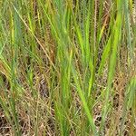 Agrostis stolonifera Feuille