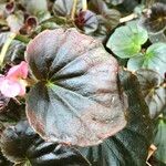 Begonia cucullata cv. 'Doublet Rose Pink' Hàbitat