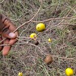 Solanum incanum Fruit