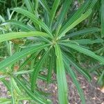 Thevetia neriifolia Hoja