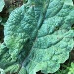 Salvia argentea Fuelha