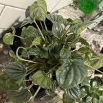 Peperomia albovittata Ліст