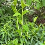 Asclepias purpurascens Leaf