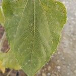 Helianthus giganteus ഇല