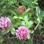 Trifolium wormskioldii Habitatea
