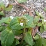 Richardia brasiliensis Flower