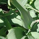 Tulipa agenensis Leaf
