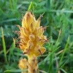 Orobanche elatior Blodyn