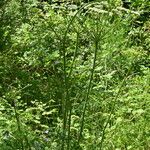 Peucedanum oreoselinum Habit