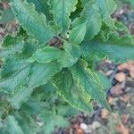Cistus populifolius Likasa