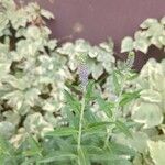 Veronica longifoliaFlower