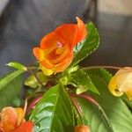Impatiens auricoma Λουλούδι