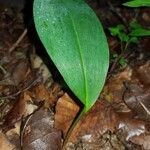 Convallaria majalisLeaf