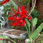 Erythrina corallodendron 花