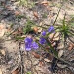 Tradescantia hirsutiflora Цвят