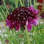 Scabiosa atropurpurea Kukka