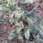 Astragalus sesameus Leaf