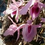 Dendrobium anosmum Floare