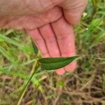 Persicaria strigosa Leaf