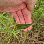 Persicaria strigosa ഇല