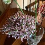 Allium nigrum Blüte